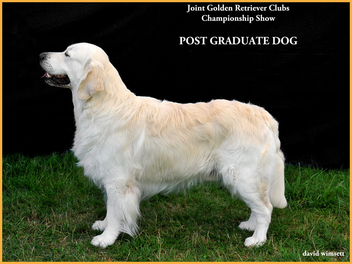 A picture containing text, grass, mammal, dog Description automatically generated