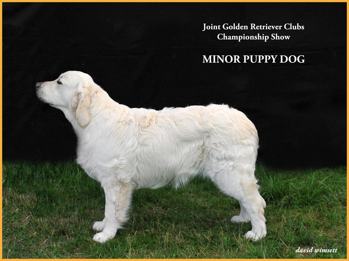 A white dog standing on grass Description automatically generated with low confidence