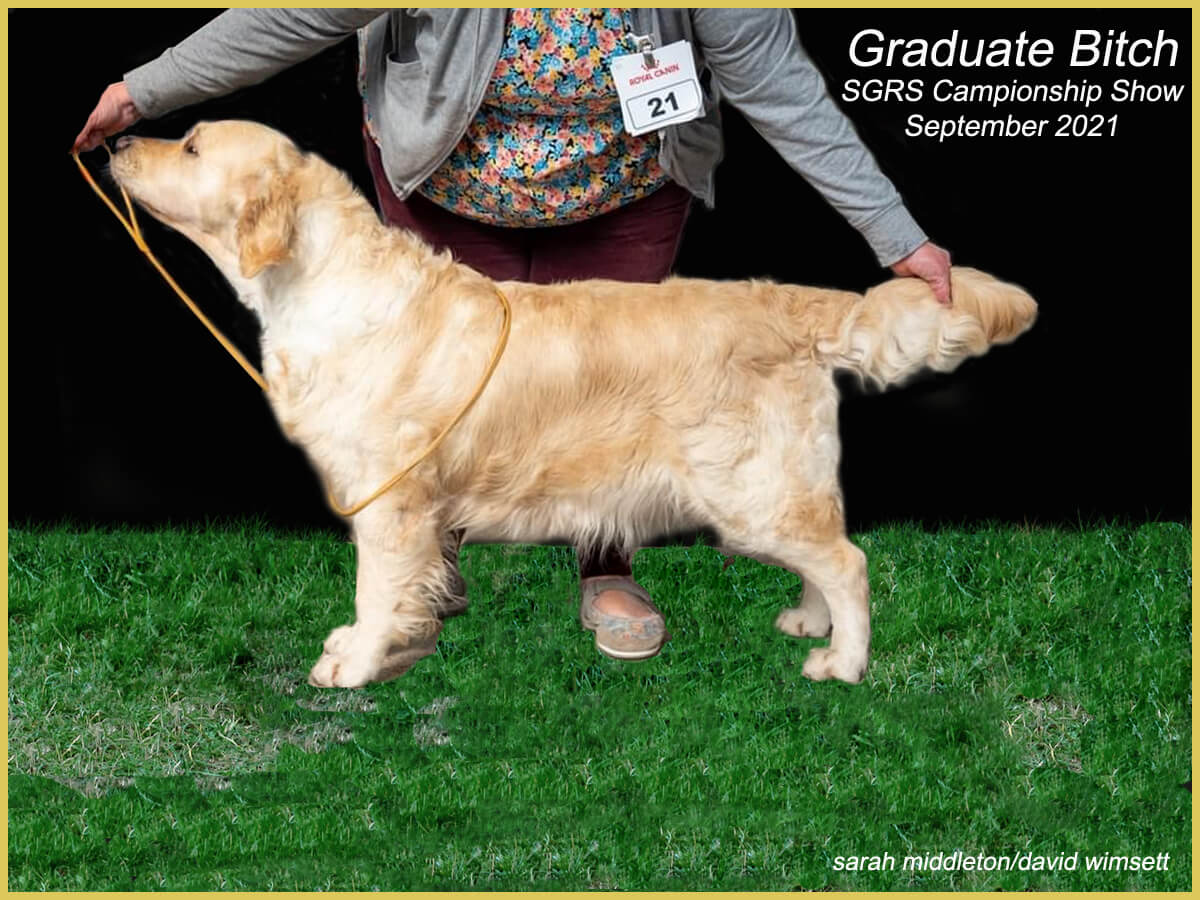 A picture containing grass, dog, mammal, outdoor

Description automatically generated