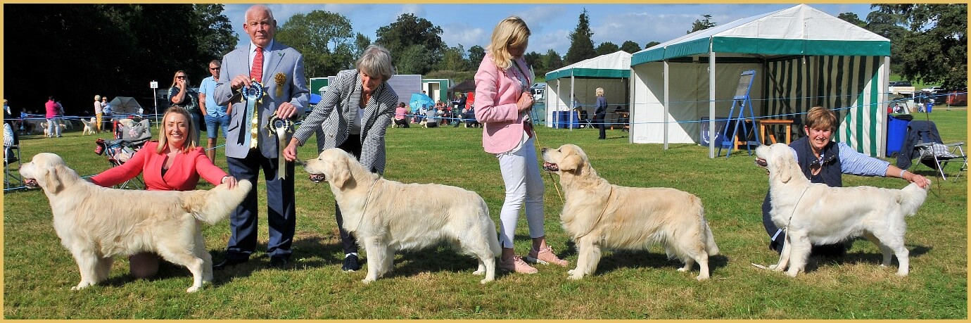 A group of people with dogs Description automatically generated with low confidence