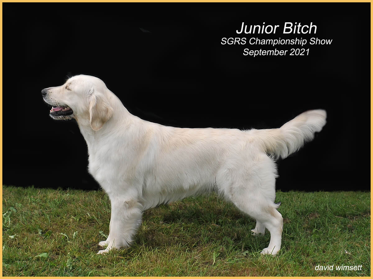 A white dog standing on grass

Description automatically generated with medium confidence