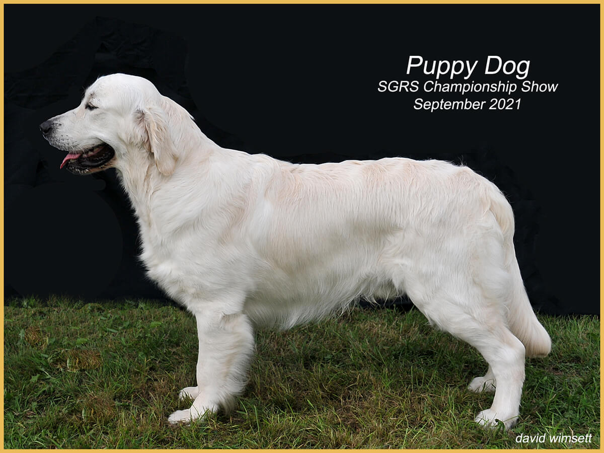 A white dog standing on grass Description automatically generated with medium confidence