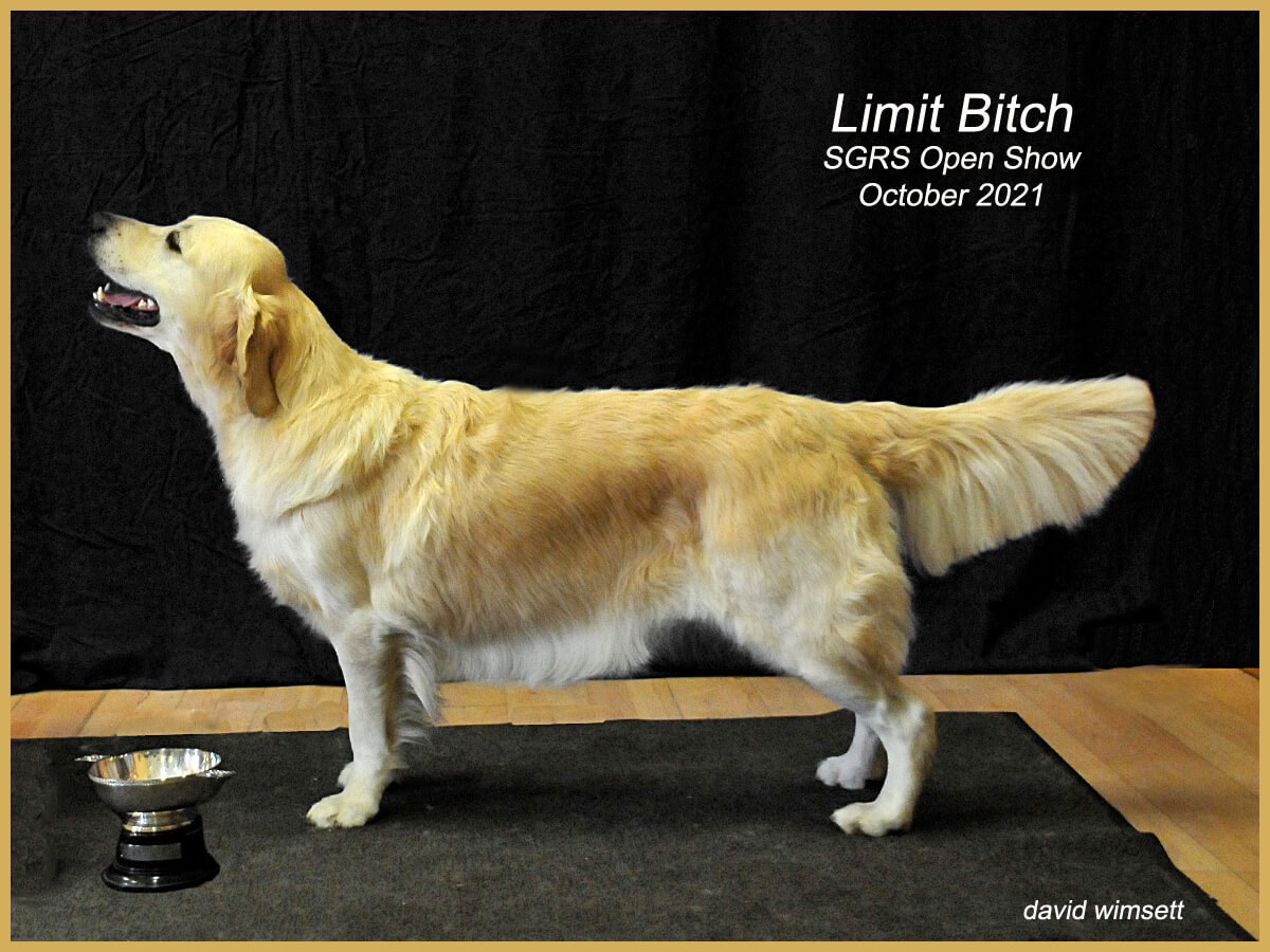 A dog standing on a platform Description automatically generated with low confidence