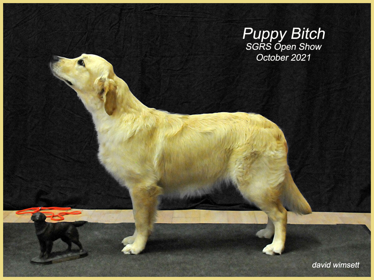 A picture containing text, dog, standing, mammal Description automatically generated
