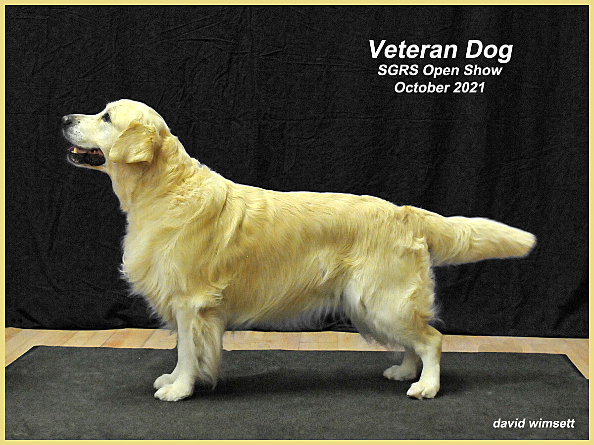 A picture containing text, dog, standing, mammal Description automatically generated