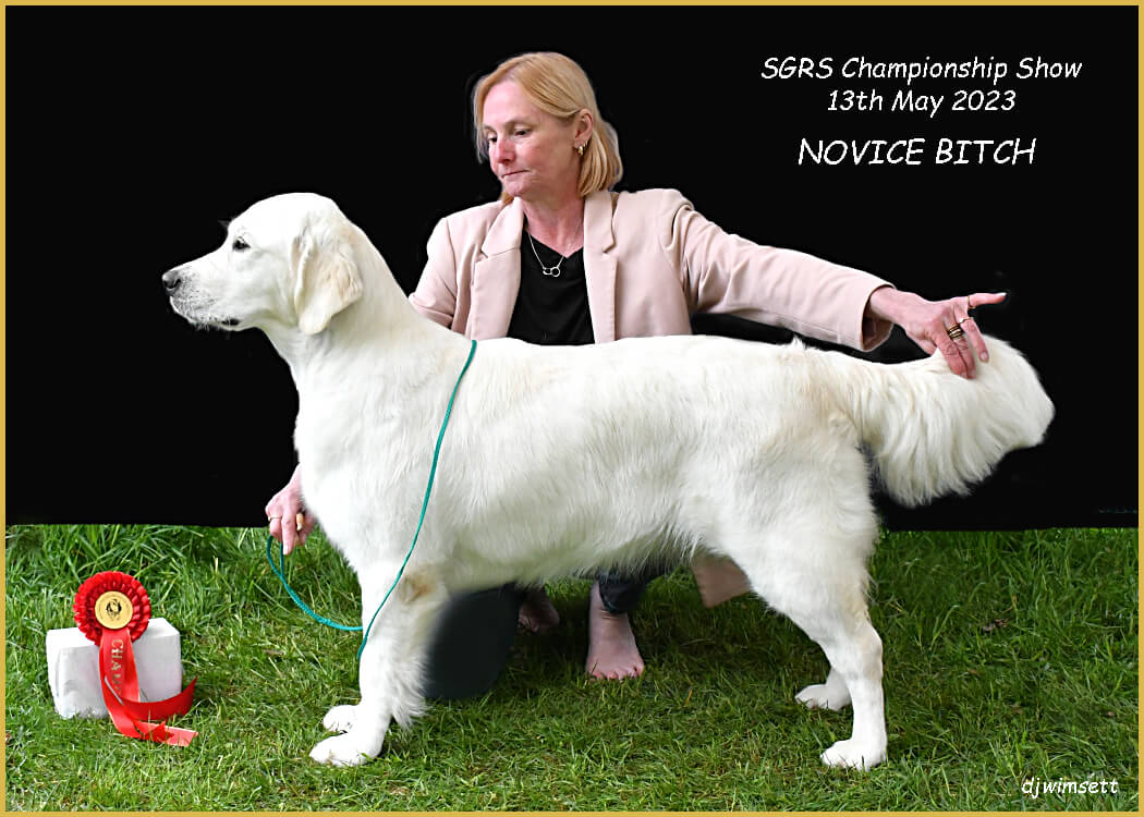 A person petting a dog Description automatically generated with medium confidence