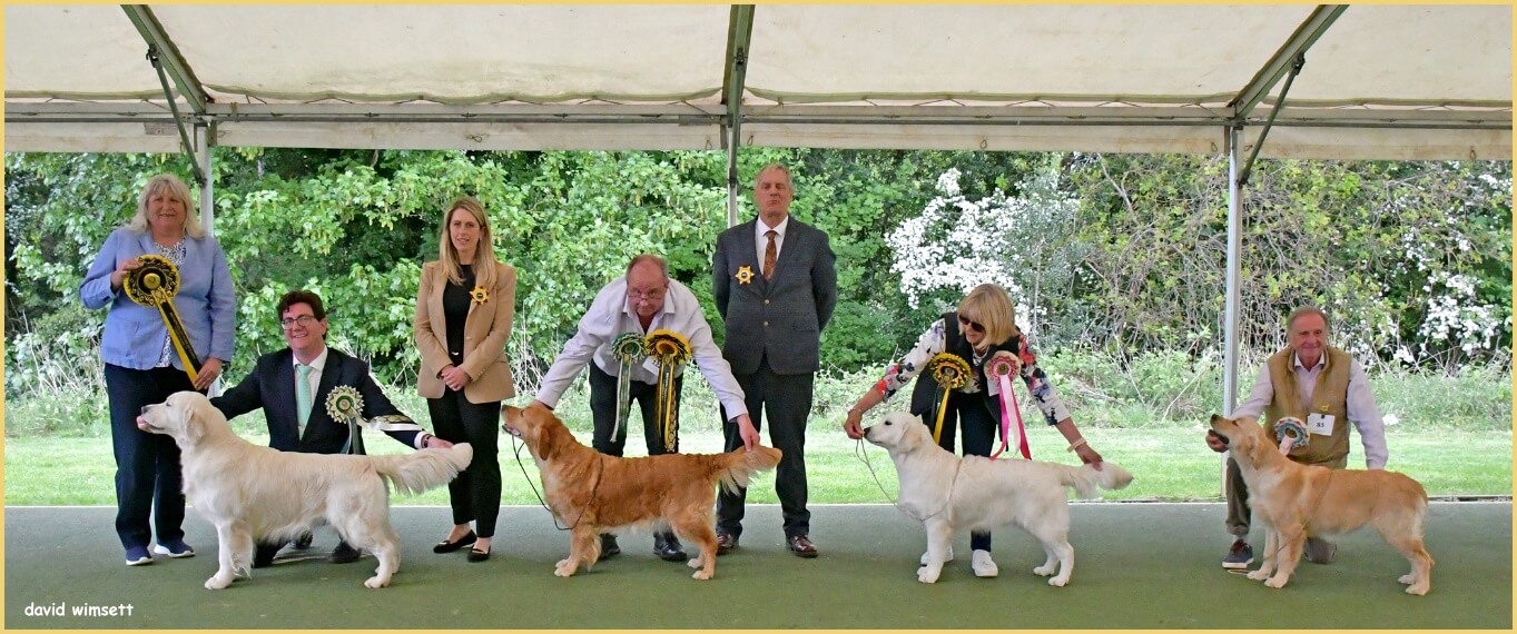 A group of people with dogs under a tent AI-generated content may be incorrect.