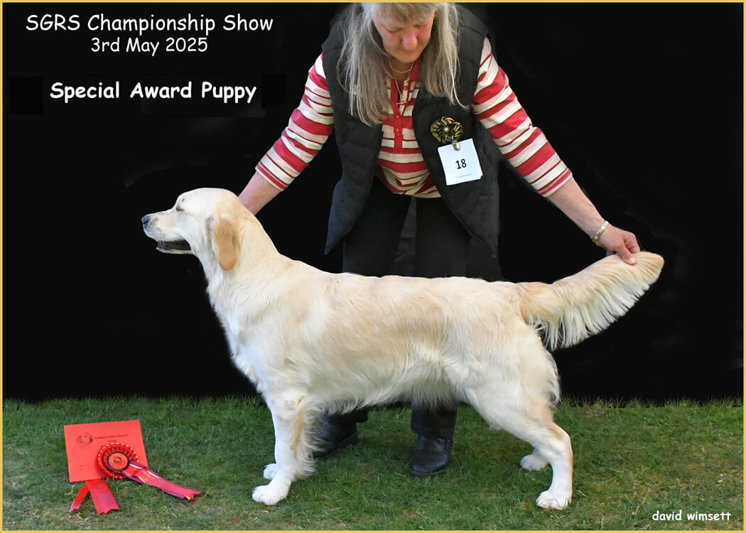 A person petting a dog AI-generated content may be incorrect.