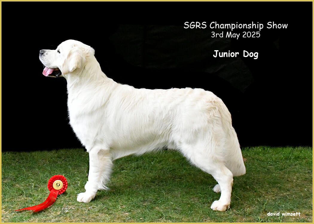 A white dog standing on grass AI-generated content may be incorrect.