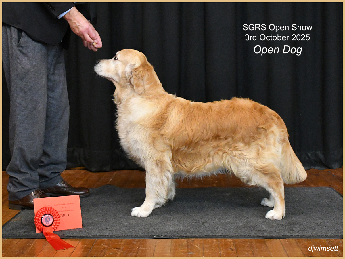A dog standing on a carpet AI-generated content may be incorrect.
