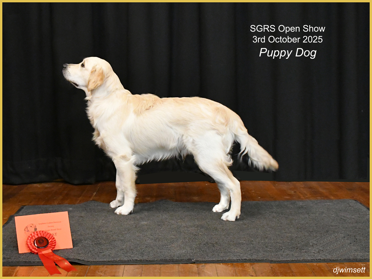 A dog standing on a rug AI-generated content may be incorrect.