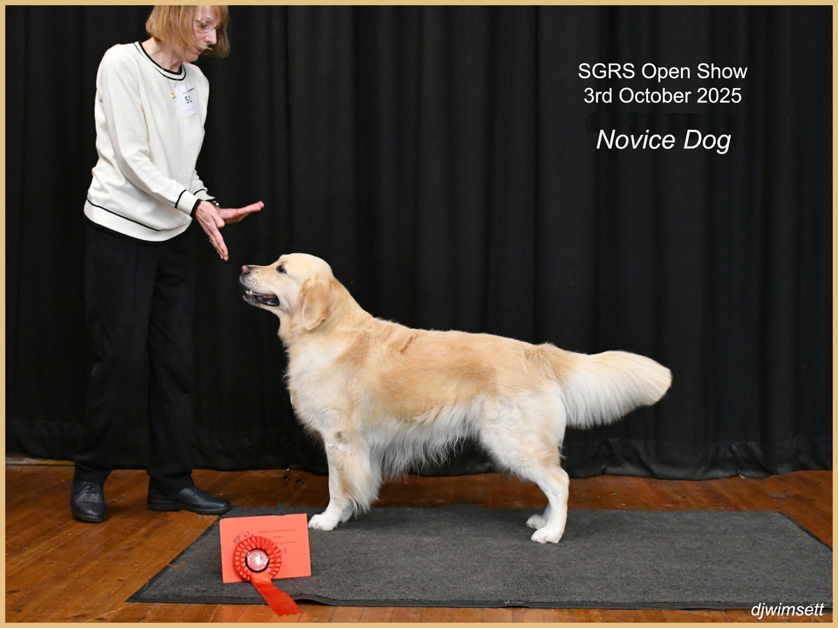 A dog standing on a rug with a person touching it's hand AI-generated content may be incorrect.