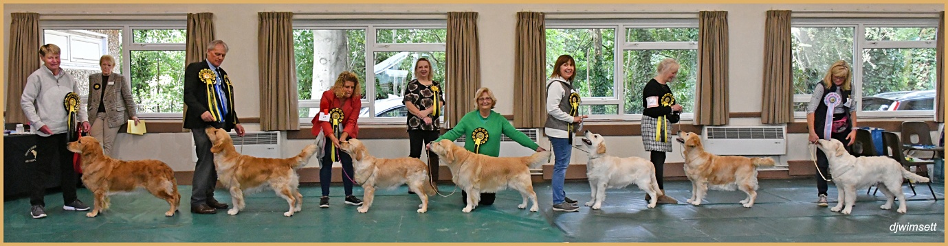 A group of people standing with dogs