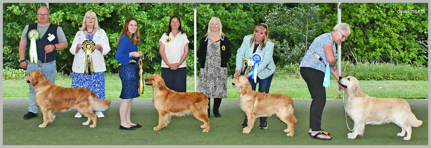The diagram appears to be a sequence of images featuring a group of people standing on a green grassy surface, with a line of golden retrievers positioned behind them.
AI-generated content may be incorrect.