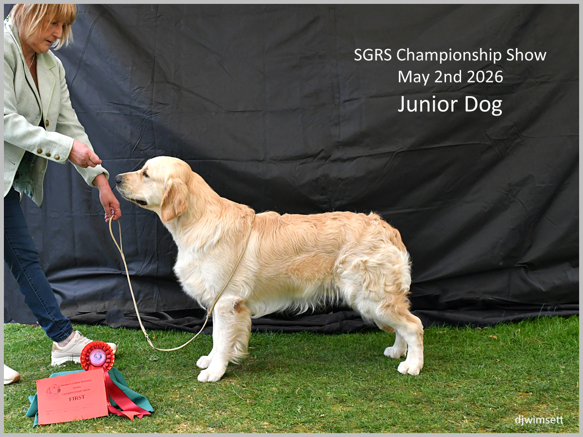 The image depicts a golden retriever dog participating in the SGRS Championship Show in 2026, with a red ribbon and a first-place ribbon displayed.
AI-generated content may be incorrect.