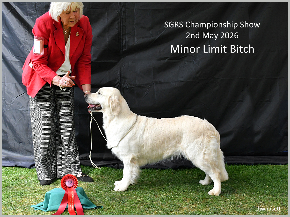 The image depicts a golden retriever dog, possibly a female, dressed in a red coat, standing on a green grassy field, holding a gold medal, and positioned against a black backdrop.
AI-generated content may be incorrect.