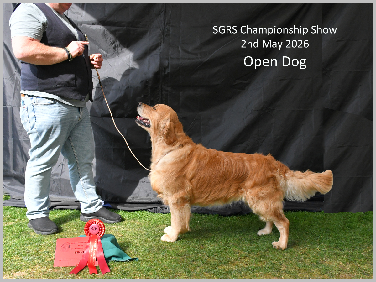 The image depicts a golden retriever dog, possibly a show dog, standing on a grassy field, holding a red ribbon in front of a black backdrop, indicating a championship event.
AI-generated content may be incorrect.