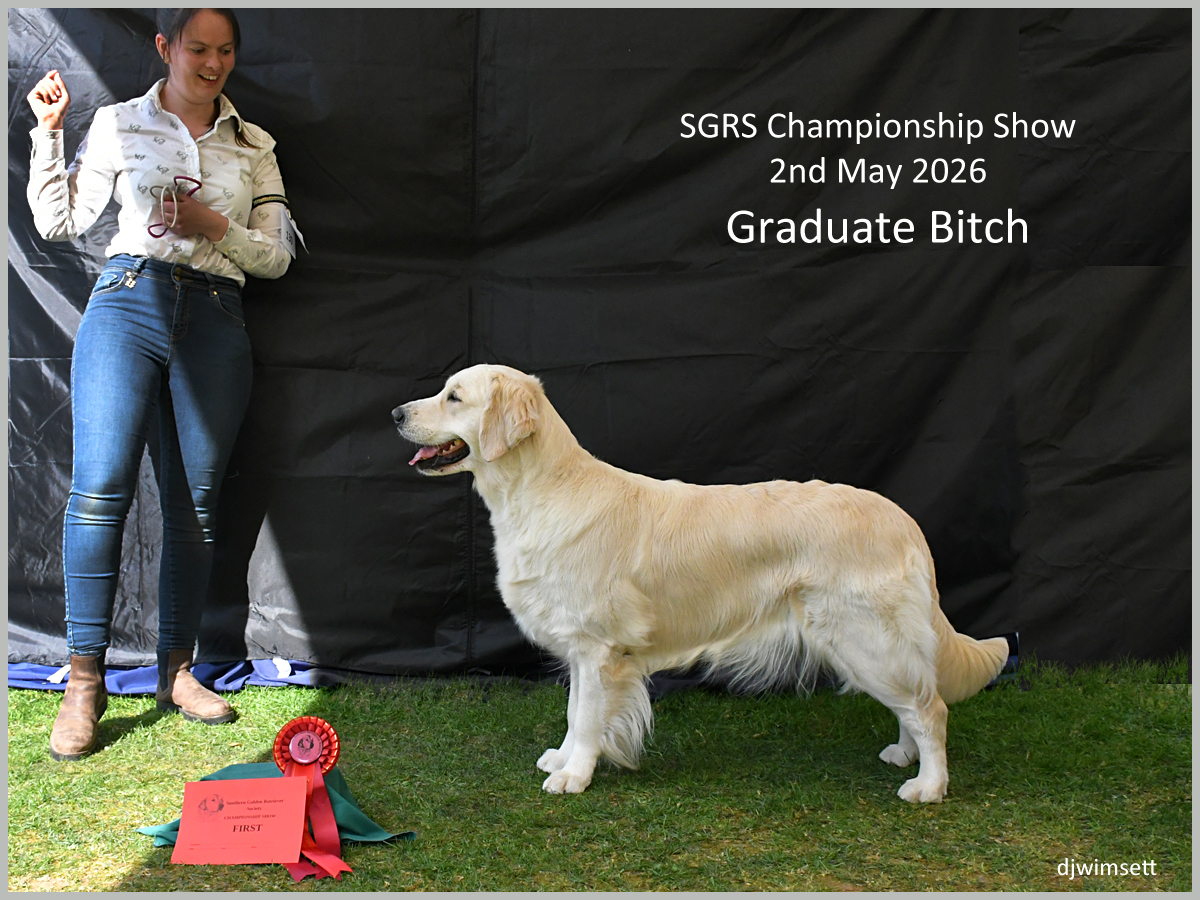 The image depicts a golden retriever dog standing proudly on a podium, holding a red ribbon, at the SGRS Championship Show in May 2026.
AI-generated content may be incorrect.