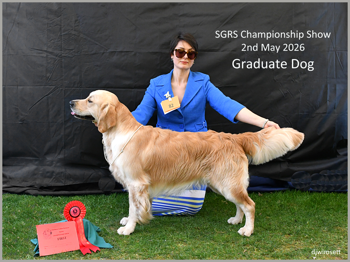 The image depicts a golden retriever presenting a ribbon at a dog show, presumably a SGRS Championship Show.
AI-generated content may be incorrect.