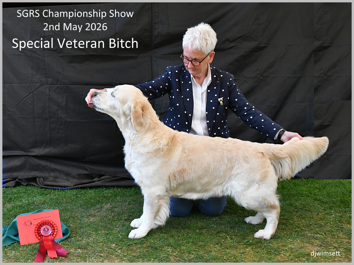 The image depicts a large, fluffy yellow Labrador Retriever dog, likely a senior female, dressed in a show harness, standing proudly on a green grassy setting, holding a gold medal in a competition setting.
AI-generated content may be incorrect.
