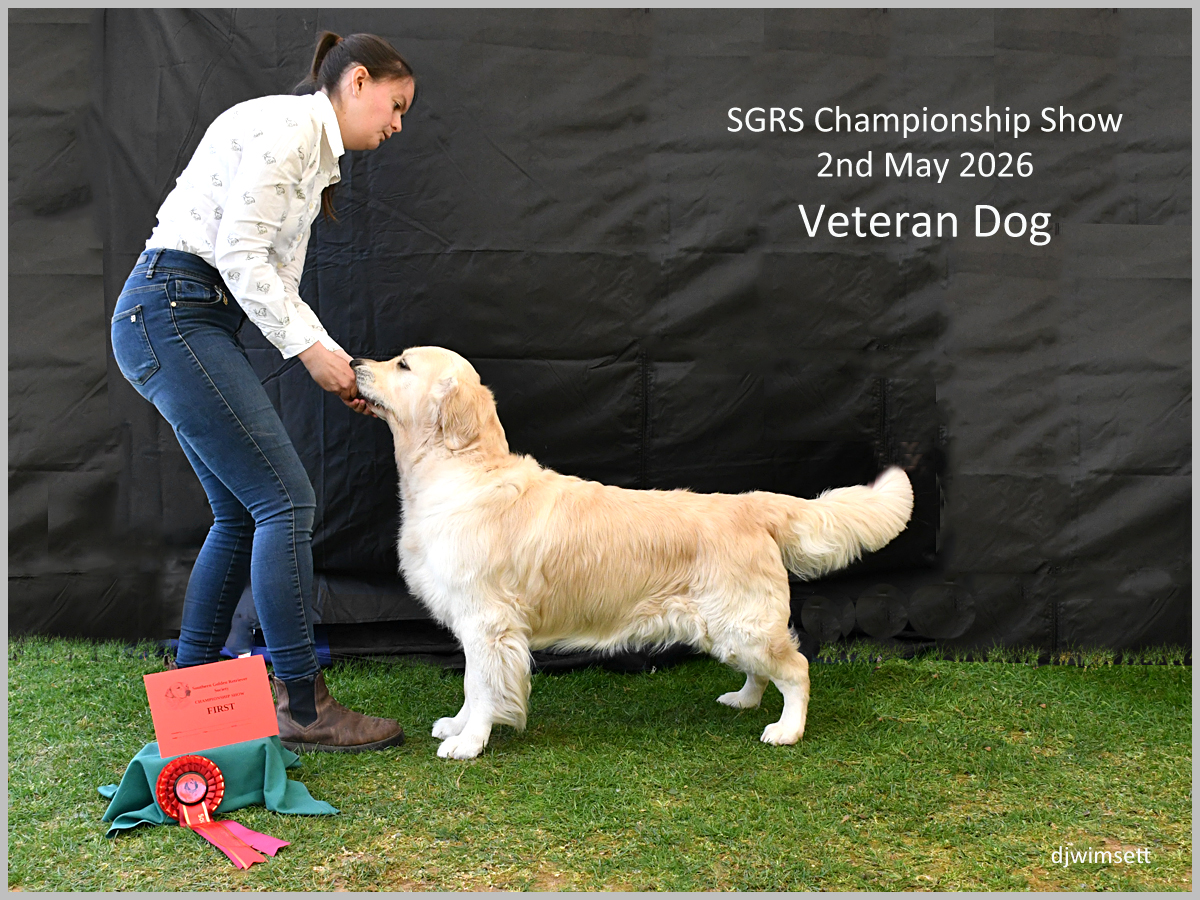 The image depicts a person holding a golden retriever, likely a show dog, in front of a black background, with a red ribbon indicating a prize at a dog show event.
AI-generated content may be incorrect.