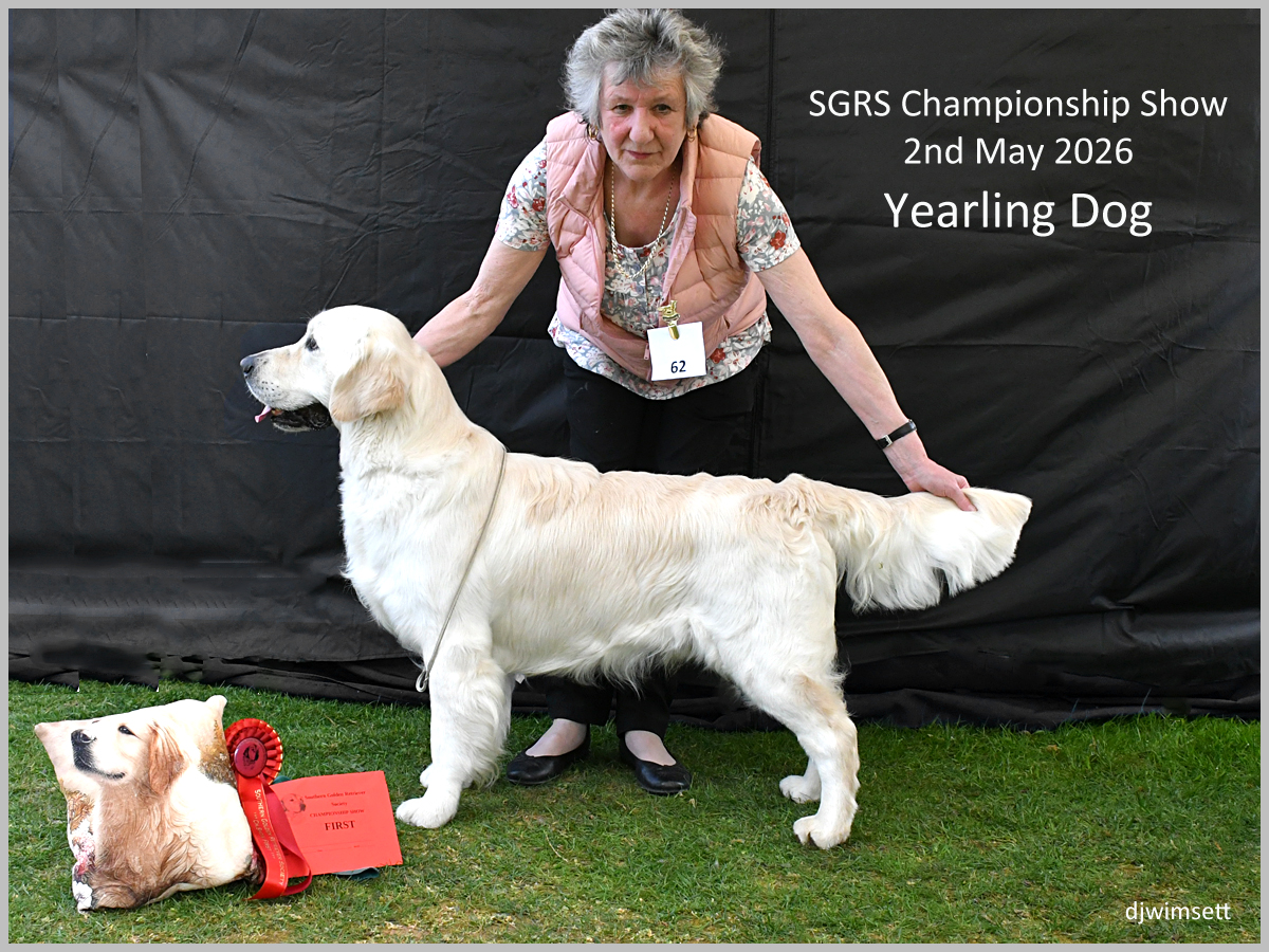 The image depicts a show dog, presumably a Golden Retriever, participating in the SGRS Championship Show in May 2026, with a ribbon indicating a second place finish.
AI-generated content may be incorrect.