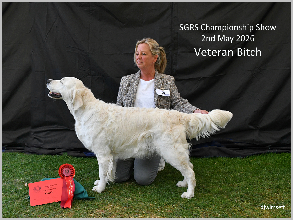 The image depicts a show dog, specifically a white dog, standing on a grassy stage with a gold ribbon, indicating a championship win in the SGRS Show.
AI-generated content may be incorrect.
