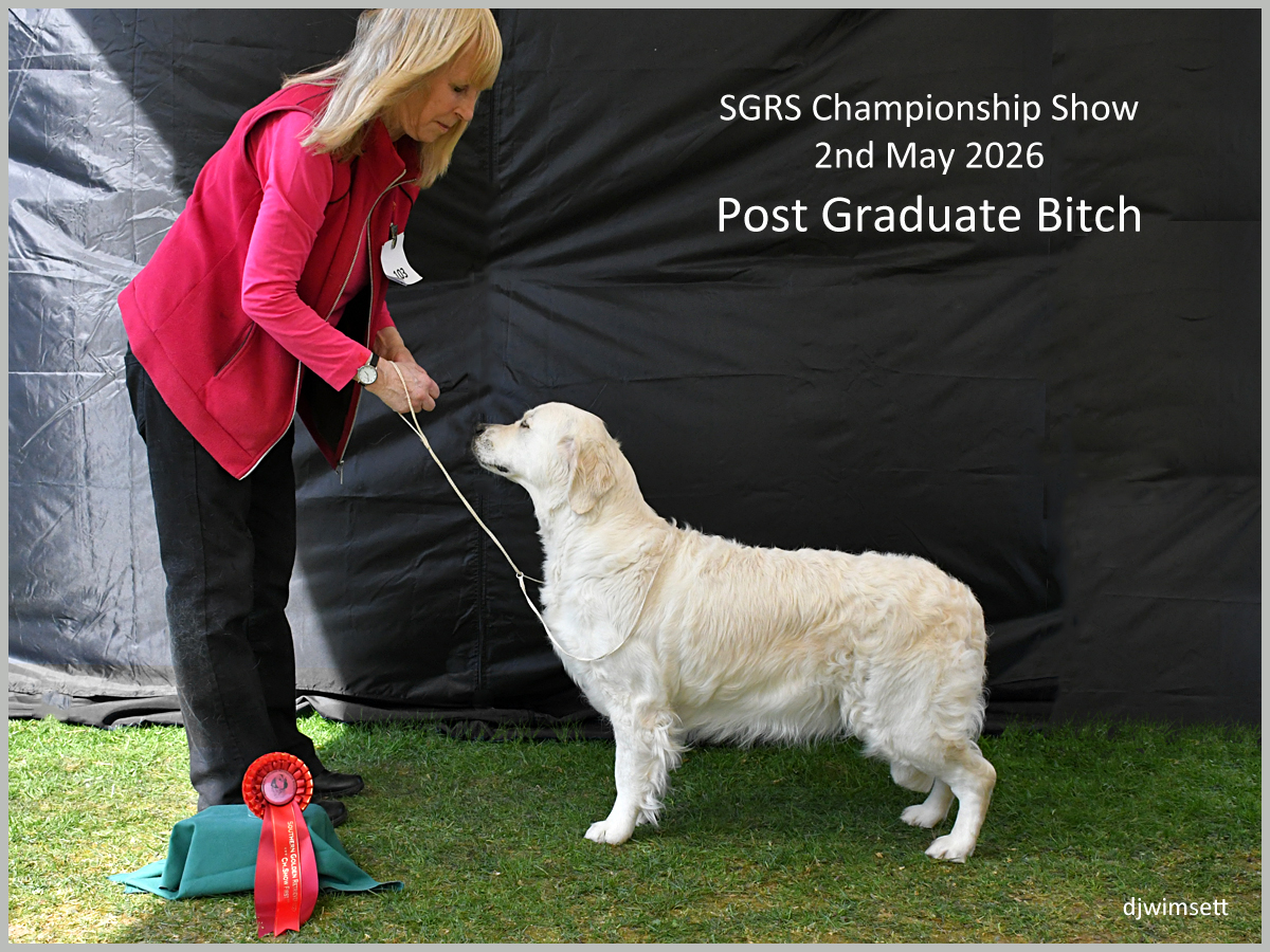 The image depicts a woman in a pink shirt and black pants holding a golden retriever dog, positioned on a green grassy field, with a red ribbon and a plaque indicating a dog show event.
AI-generated content may be incorrect.