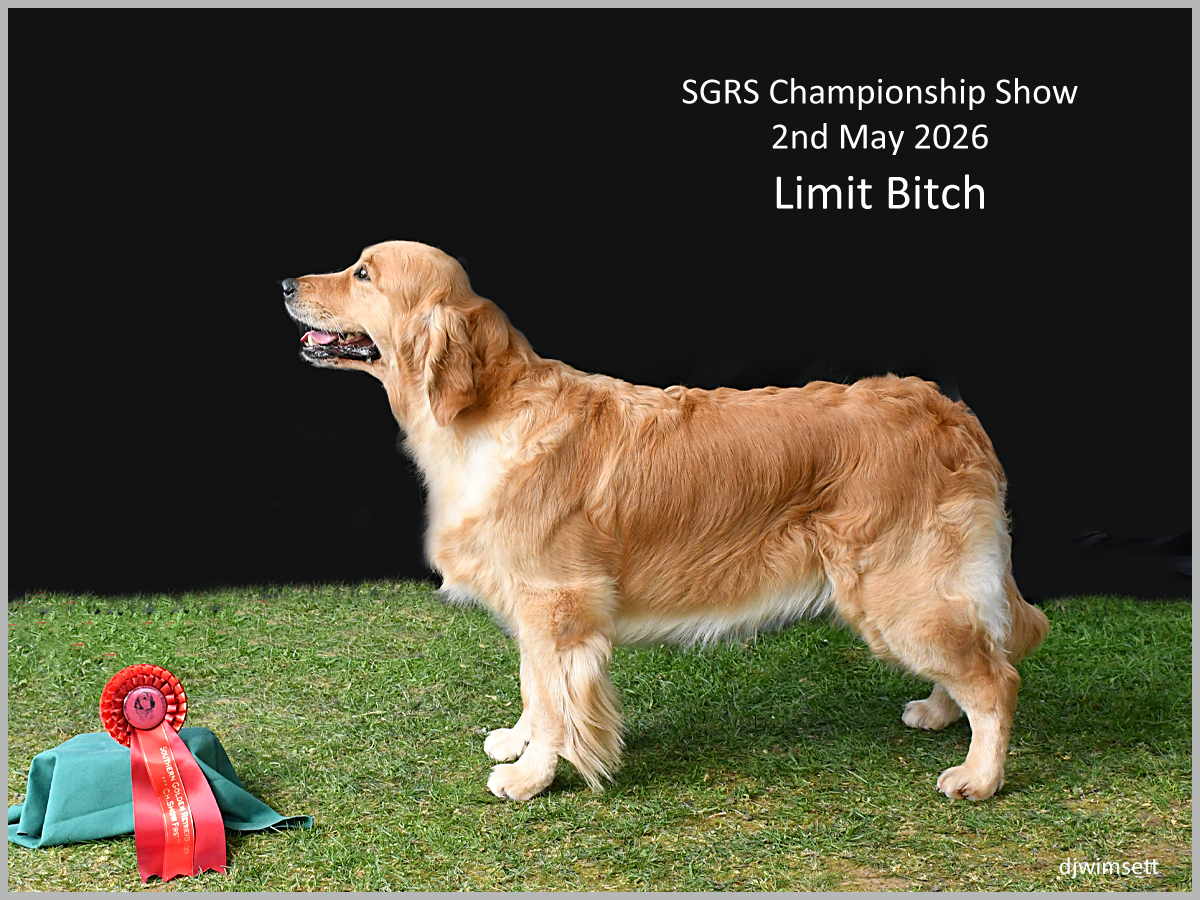 The image features a golden retriever dog with a red ribbon, standing in front of a black background, and displaying a certificate.
AI-generated content may be incorrect.