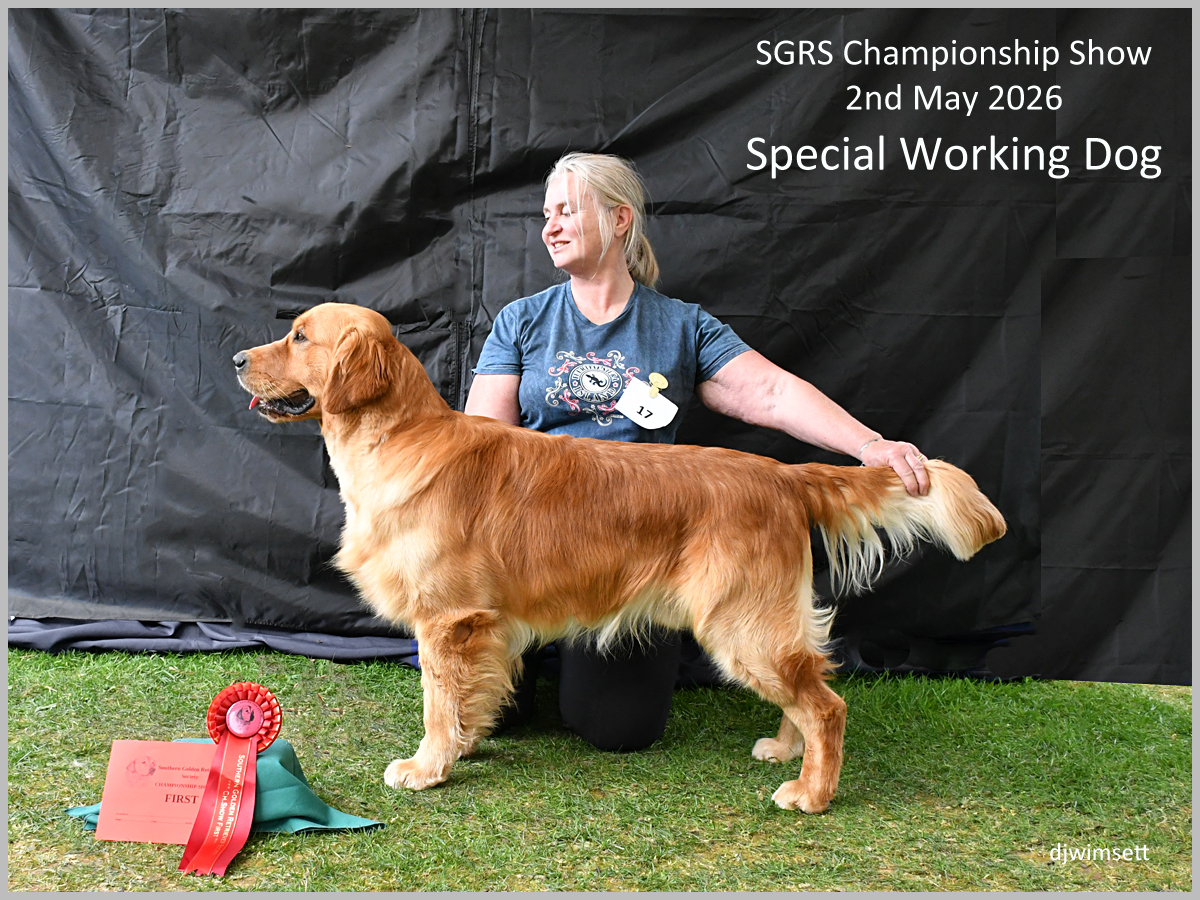 The image shows a beautiful Golden Retriever, presumably a show dog, standing proudly on a red carpet, wearing a red ribbon, and holding a certificate, presumably for winning a championship.
AI-generated content may be incorrect.