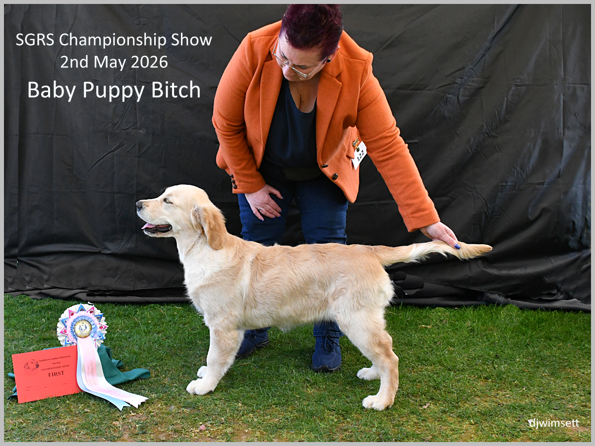 The image shows a dog, likely a puppy, dressed in a championship show outfit, standing on a grassy surface with an award ribbon, and the owner's name is listed.
AI-generated content may be incorrect.