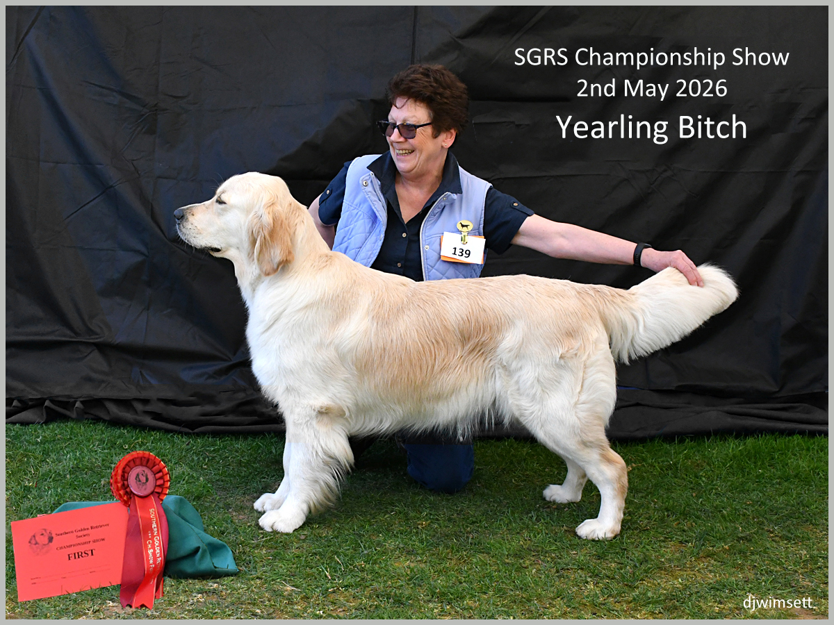 The image shows a dog, presumably a golden retriever, participating in the SGRS Championship Show, holding a ribbon or medal, and the text includes details about the event and the dog's classification.
AI-generated content may be incorrect.