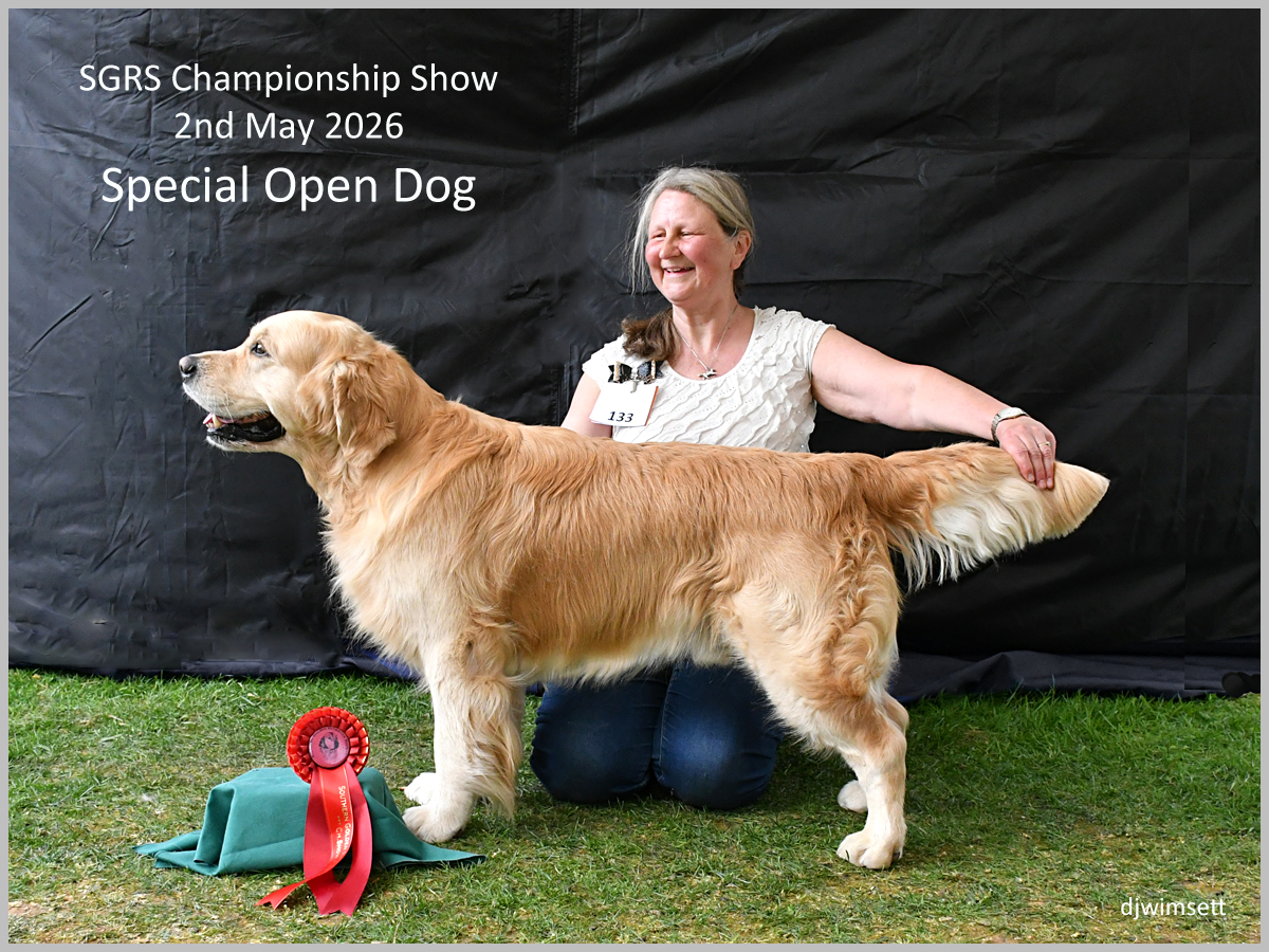 The image shows a golden Labrador Retriever dog standing on a green grassy field, holding a blue ribbon in its mouth, presumably winning a competition.
AI-generated content may be incorrect.