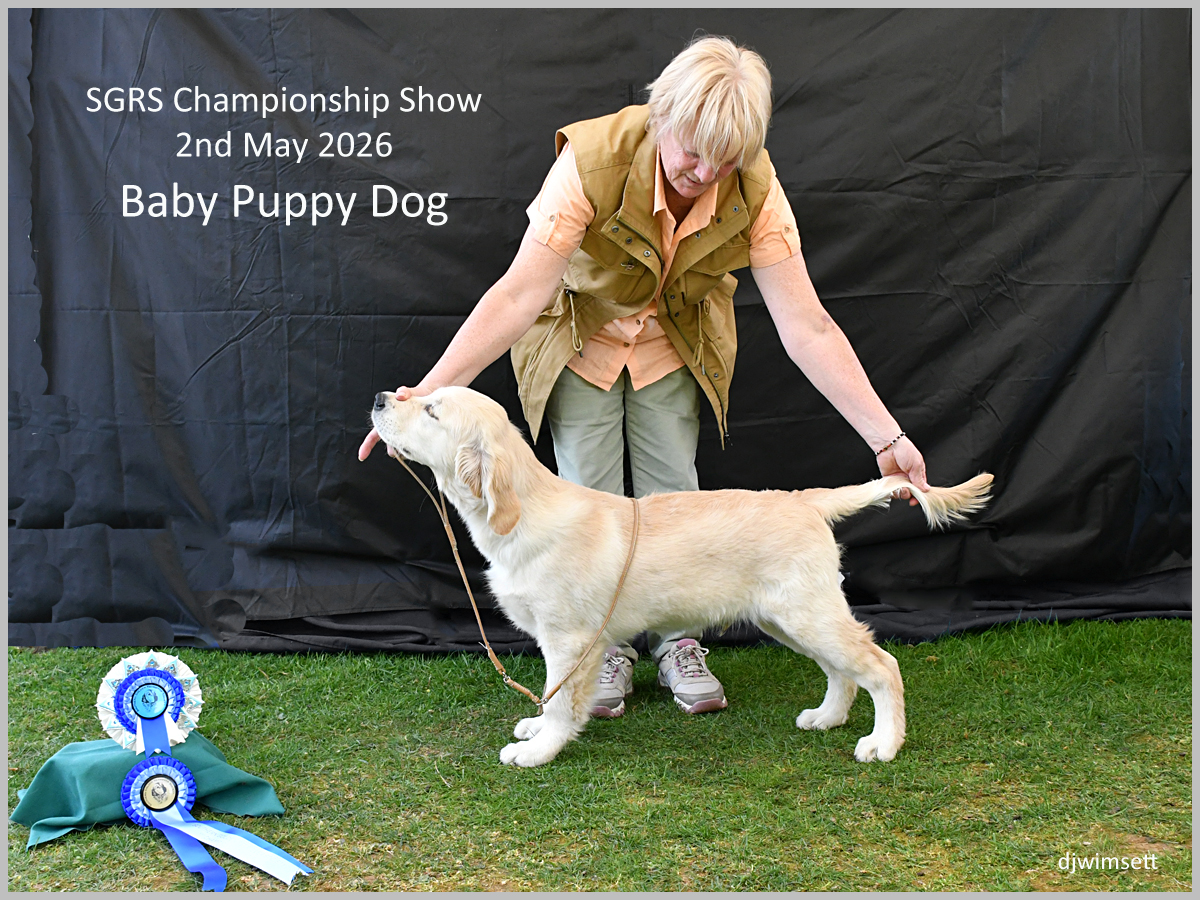 The image shows a golden Labrador Retriever puppy, possibly dressed in a show ribbon, being presented at the SGRS Championship Show on May 2, 2026.
AI-generated content may be incorrect.