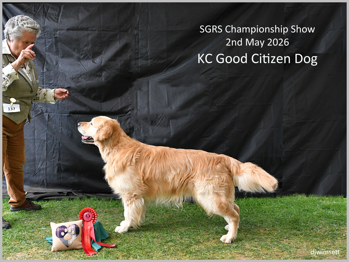 The image shows a golden retriever dog being presented at the SGRS Championship Show, presumably winning a ribbon or trophy.
AI-generated content may be incorrect.