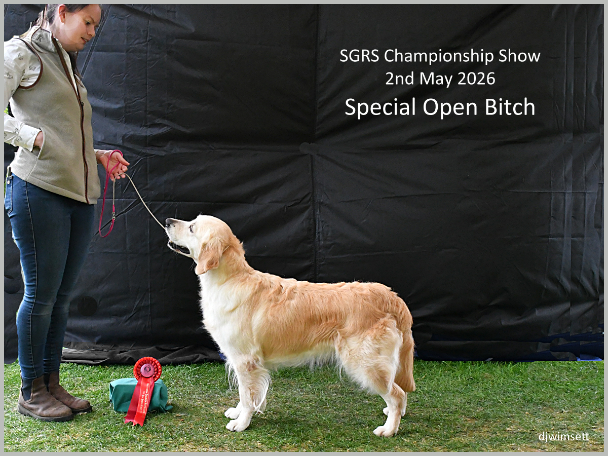 The image shows a golden retriever dog standing on a green grassy area, holding a red ribbon, likely in a show setting.
AI-generated content may be incorrect.