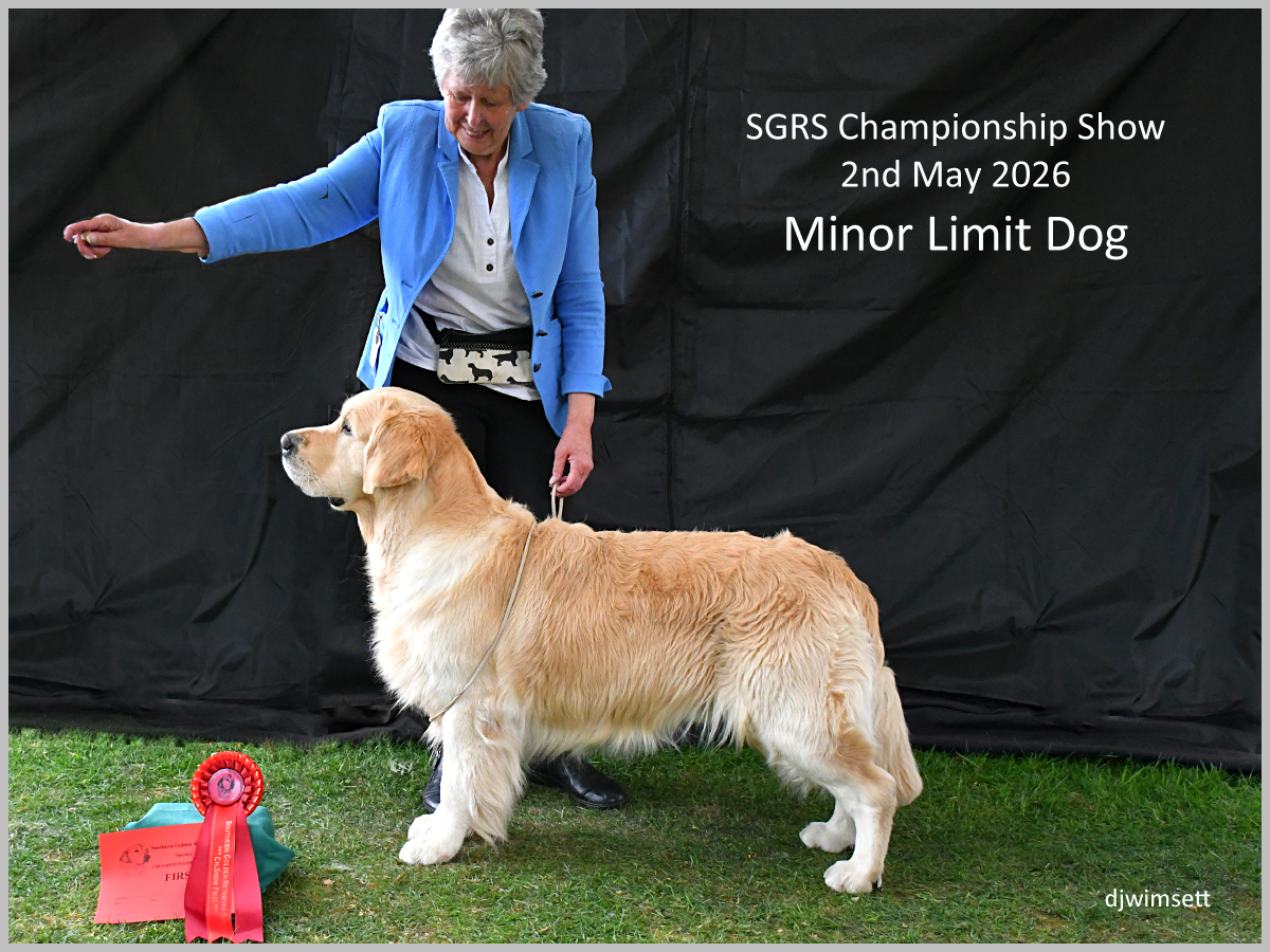 The image shows a golden retriever dog standing on a grassy field, holding a red ribbon in its mouth, and wearing a red collar.
AI-generated content may be incorrect.