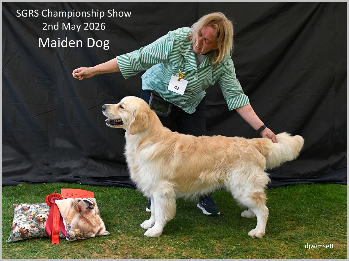 The image shows a golden retriever participating in an SGRS Championship Show, wearing a red vest and holding a blue ribbon, standing on a grassy stage.
AI-generated content may be incorrect.