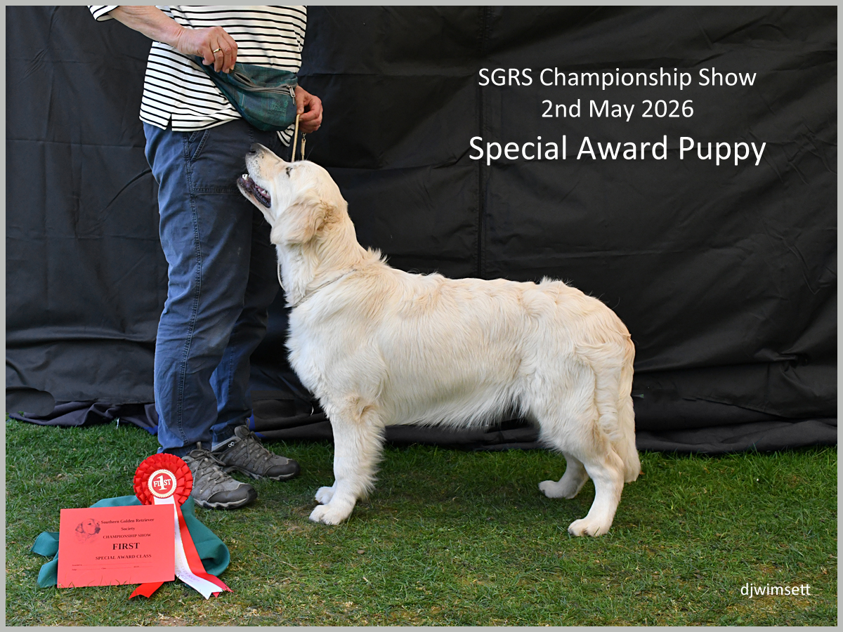 The image shows a golden retriever puppy, presumably a champion, receiving a special award at the SGRS Championship Show on May 2, 2026.
AI-generated content may be incorrect.