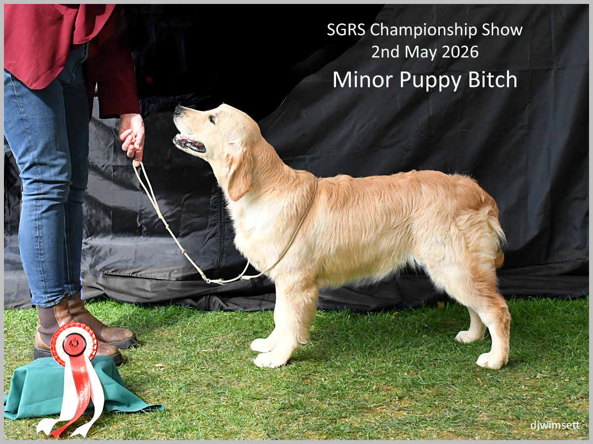 The image shows a golden retriever puppy wearing a gold ribbon, standing on a grassy field, and holding a championship certificate.
AI-generated content may be incorrect.