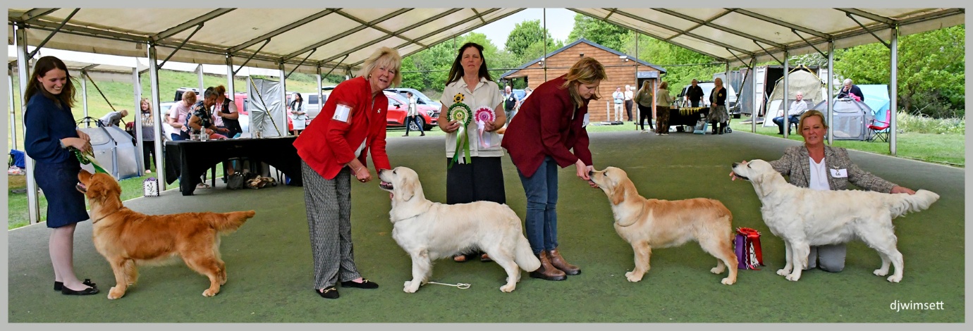 The image shows a group of people attending an event, likely a dog show or competition, with several golden retrievers on a grassy field, some people standing and others walking, and a tent or canopy providing shelter.
AI-generated content may be incorrect.