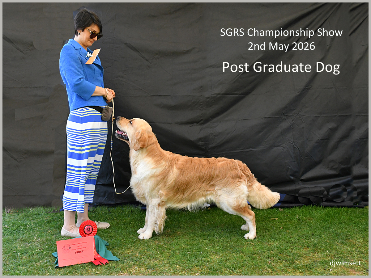 The image shows a person holding a golden retriever dog, dressed in a blue and white striped shirt, at a competition event, possibly the SGRS Championship Show.
AI-generated content may be incorrect.