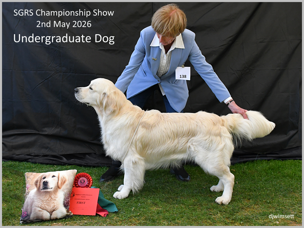 The image shows a woman dressed in a red suit jacket and black dress, holding a long, white and golden Labrador retriever, standing on a grassy stage with a red ribbon around the dog's neck.
AI-generated content may be incorrect.