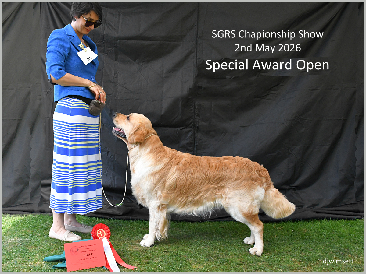 The image shows a woman standing next to a golden retriever, which has a red ribbon attached to its collar, indicating it has won a special award at the SGRS Championship Show on May 2nd, 2026.
AI-generated content may be incorrect.