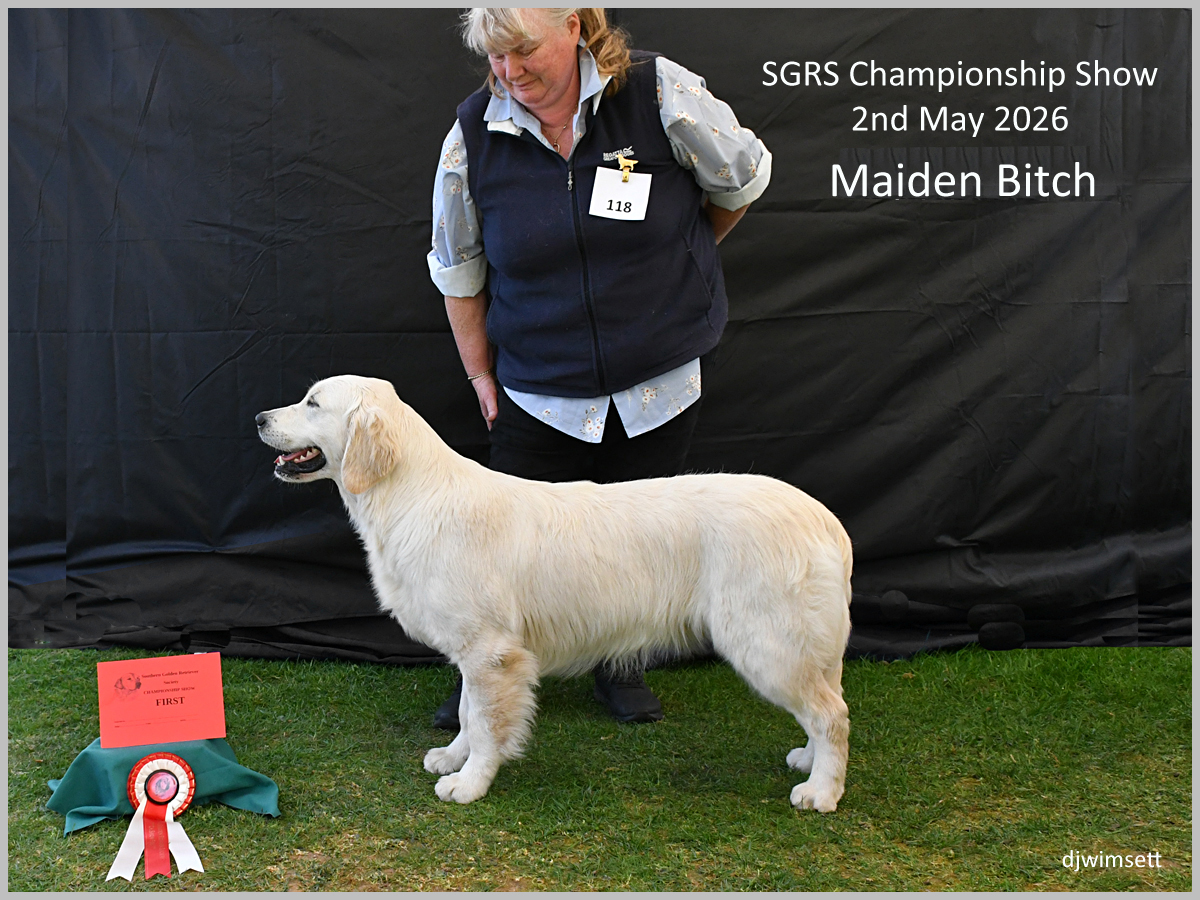 The image shows a yellow Labrador Retriever dog, presumably a female, wearing a red ribbon and a white collar, standing on a grassy field with a certificate indicating its participation in the SGRS Championship Show on May 2nd, 2026.
AI-generated content may be incorrect.