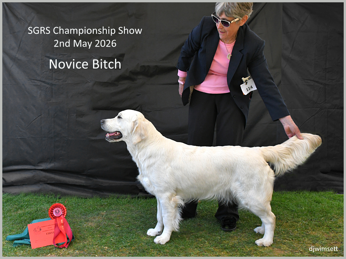 The image shows a yellow Labrador retriever, likely a female, being recognized as the winner of the 114th SGRS Championship Show on May 2nd, 2026.
AI-generated content may be incorrect.