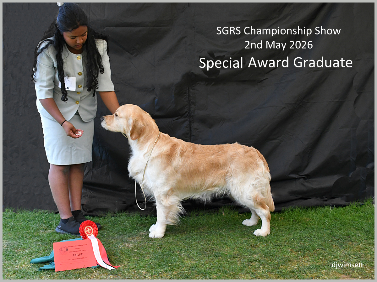 The image shows a yellow Labrador retriever receiving a red ribbon, presumably a special award, at an SGRS Championship Show event.
AI-generated content may be incorrect.