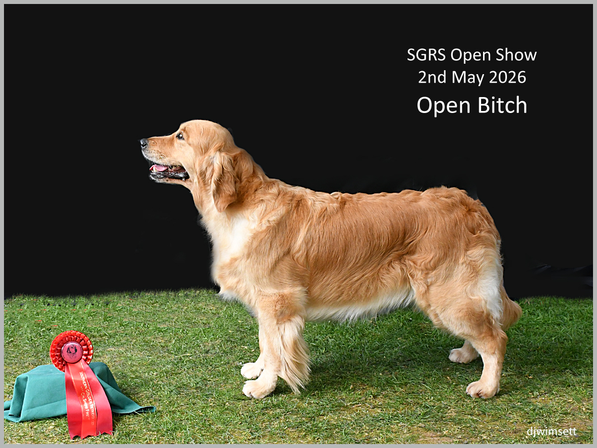 The image features a golden retriever dog with a red ribbon, standing in front of a black background, presumably for a show. AI-generated content may be incorrect.