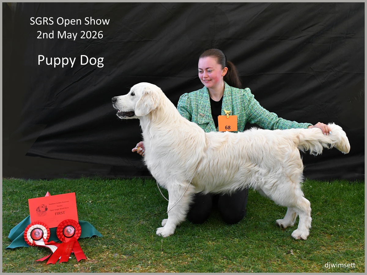 The image features a show-quality white dog standing on a grassy stage, wearing a red ribbon and holding a certificate. AI-generated content may be incorrect.