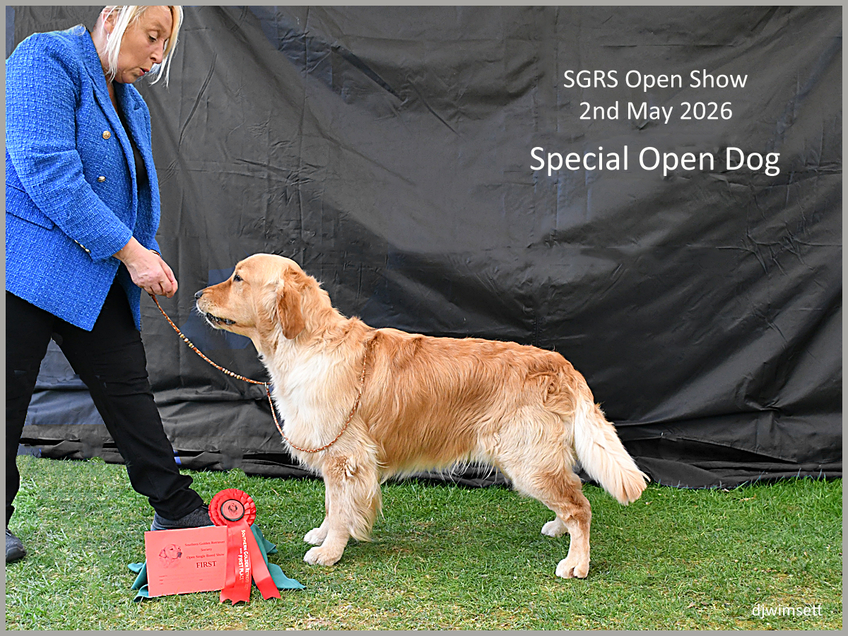 The image shows a dog, likely a Golden Retriever, standing on a red carpet, holding a red ribbon, and a person dressed in a blue shirt, possibly at an event or competition. AI-generated content may be incorrect.